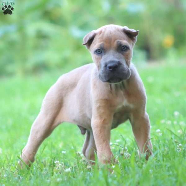 Daryl, Cane Corso Puppy