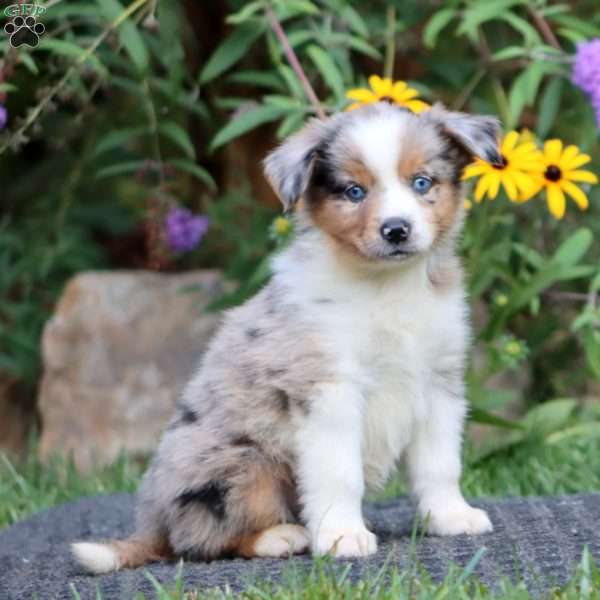 Daryl, Miniature Australian Shepherd Puppy