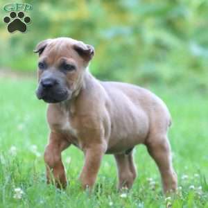 Daryl, Cane Corso Puppy