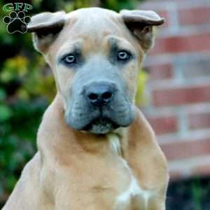 Daryl, Cane Corso Puppy