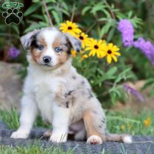 Daryl, Miniature Australian Shepherd Puppy