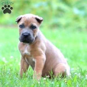 Daryl, Cane Corso Puppy