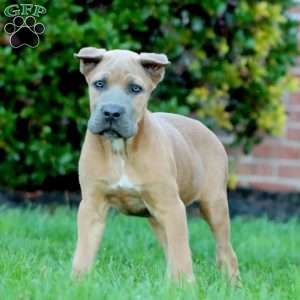 Daryl, Cane Corso Puppy