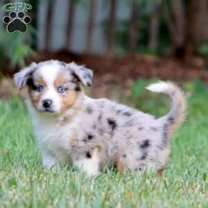 Daryl, Miniature Australian Shepherd Puppy