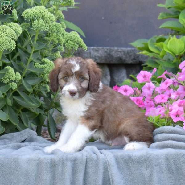 Dash, Mini Aussiedoodle Puppy