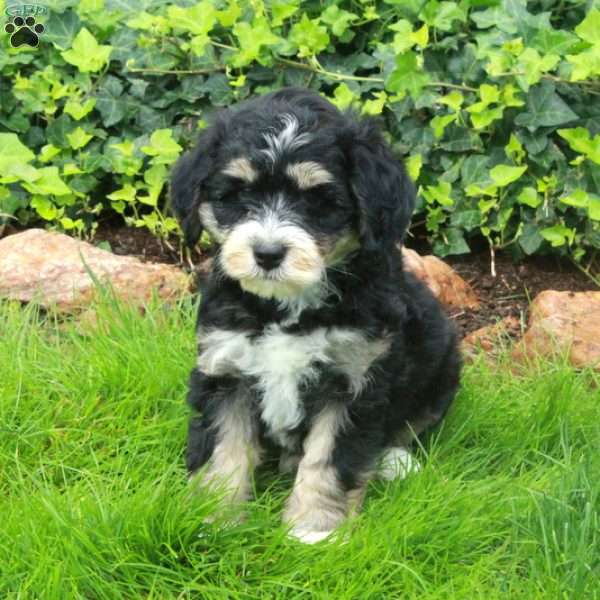 Dash, Mini Bernedoodle Puppy