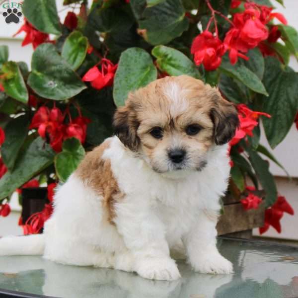 Dash, Teddy Bear Puppy