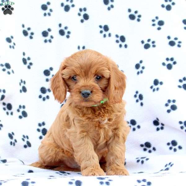 Dash, Cavapoo Puppy