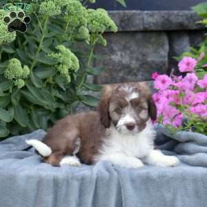 Dash, Mini Aussiedoodle Puppy