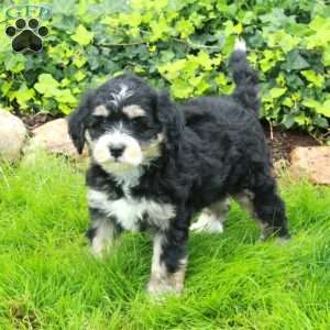 Dash, Mini Bernedoodle Puppy