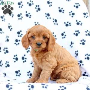 Dash, Cavapoo Puppy