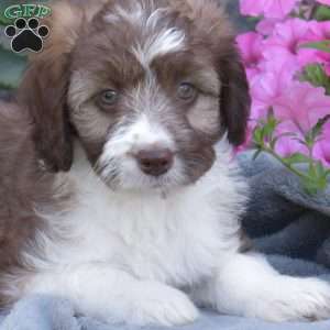 Dash, Mini Aussiedoodle Puppy