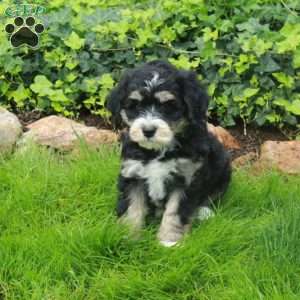 Dash, Mini Bernedoodle Puppy