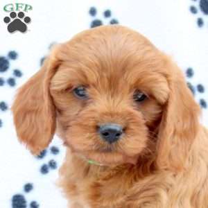 Dash, Cavapoo Puppy