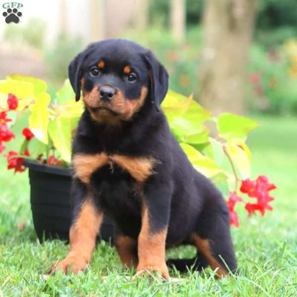 Dash, Rottweiler Puppy