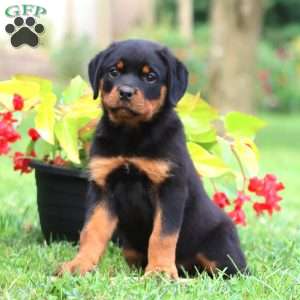 Dash, Rottweiler Puppy