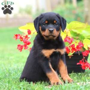 Dash, Rottweiler Puppy