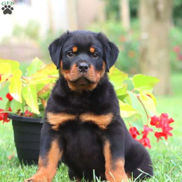 Davey, Rottweiler Puppy