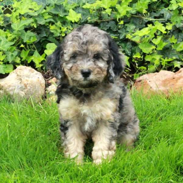 Dawn, Mini Bernedoodle Puppy