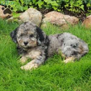 Dawn, Mini Bernedoodle Puppy