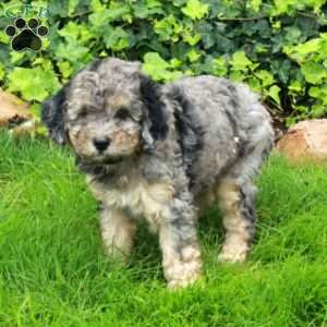 Dawn, Mini Bernedoodle Puppy