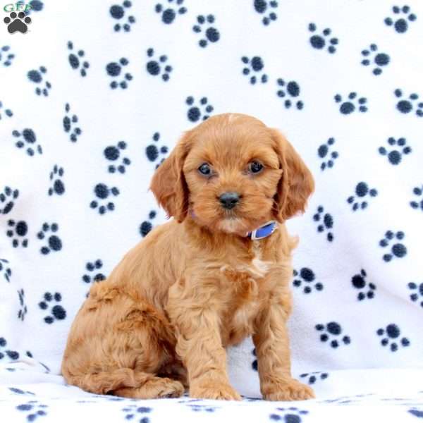 Dawson, Cavapoo Puppy