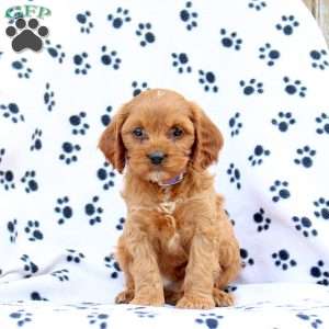 Dawson, Cavapoo Puppy