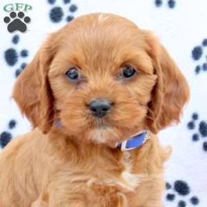 Dawson, Cavapoo Puppy