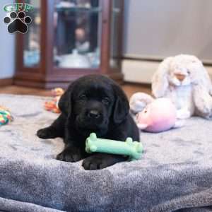 Dawson, Black Labrador Retriever Puppy