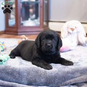 Dawson, Black Labrador Retriever Puppy