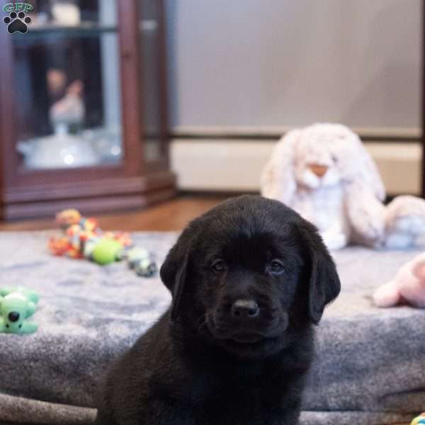 Dawson, Black Labrador Retriever Puppy