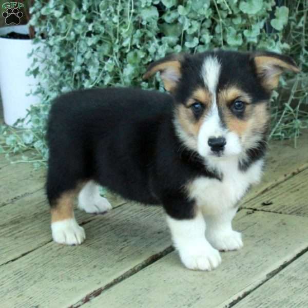 Dean, Pembroke Welsh Corgi Puppy