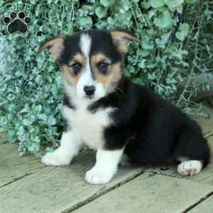 Dean, Pembroke Welsh Corgi Puppy