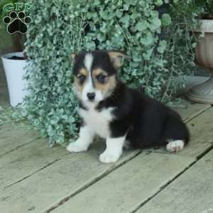Dean, Pembroke Welsh Corgi Puppy