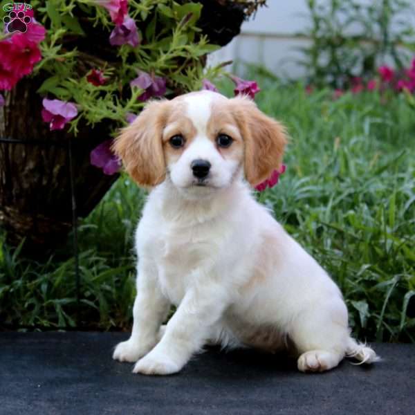 Deborah, Cavachon Puppy