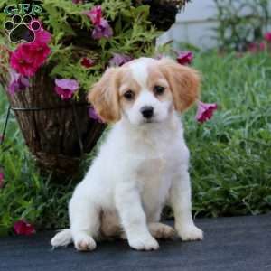 Deborah, Cavachon Puppy