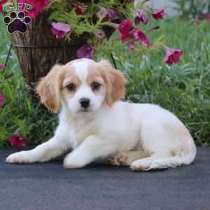 Deborah, Cavachon Puppy