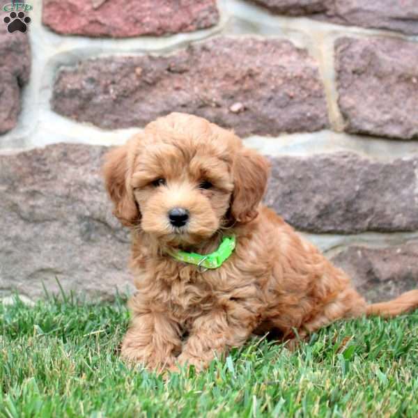 Declan, Havapoo Puppy