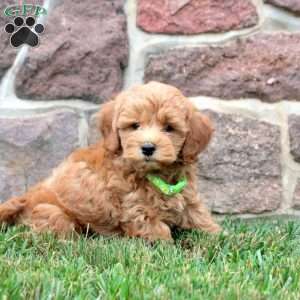 Declan, Havapoo Puppy