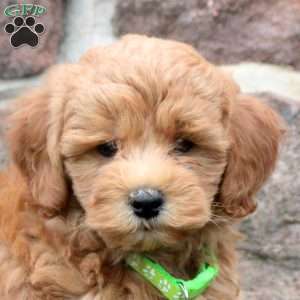 Declan, Havapoo Puppy