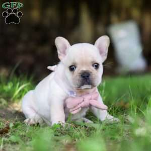 Delilah, French Bulldog Puppy