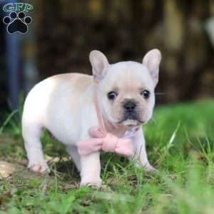 Delilah, French Bulldog Puppy