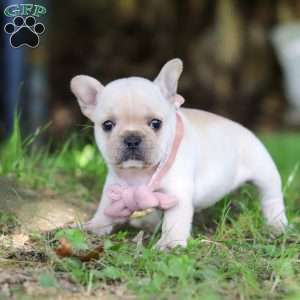 Delilah, French Bulldog Puppy