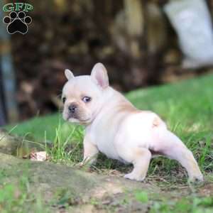 Delilah, French Bulldog Puppy