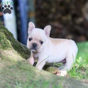 Delilah, French Bulldog Puppy
