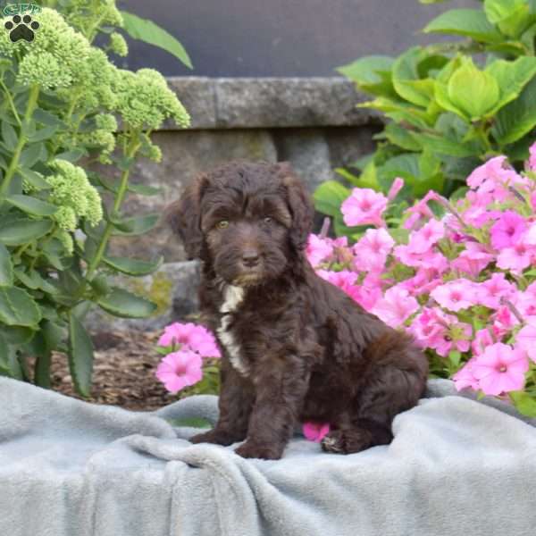 Delilah, Mini Aussiedoodle Puppy