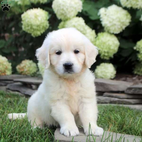 Delilah, English Cream Golden Retriever Puppy