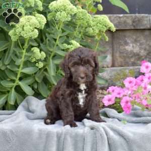 Delilah, Mini Aussiedoodle Puppy