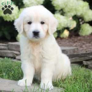 Delilah, English Cream Golden Retriever Puppy