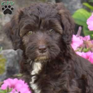 Delilah, Mini Aussiedoodle Puppy